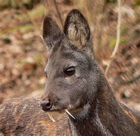 The Improbable Fanged Deer of Afghanistan | JSTOR Daily