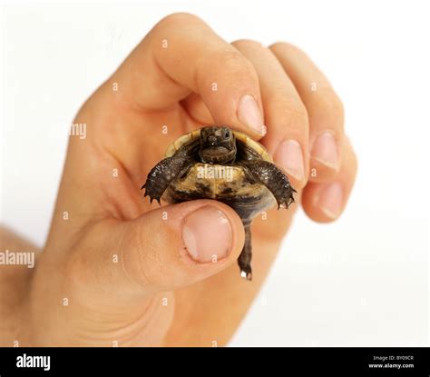 Turtle egg tooth hi-res stock photography and images - Alamy