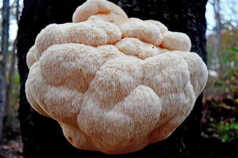 LION'S MANE MUSHROOMS ARE A NATURAL HEALTH BOOSTER YOU CAN GROW | Mushroom Grow Kits - Nature Lion