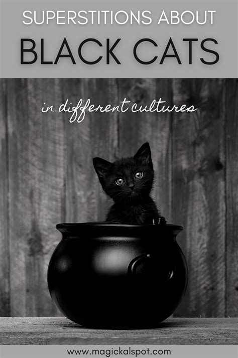 Superstitions About Black Cats [in Different Cultures] | Black cat ...