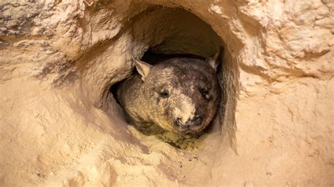 Meet the women on the front line of wombat conservation - Australian Geographic