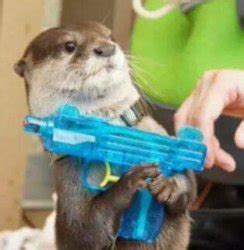 "otter" Meme Templates - Imgflip