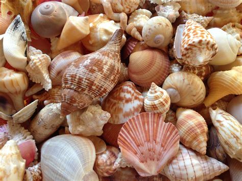 Sanibel shells | Sanibel shells, Sea shells, She sells seashells