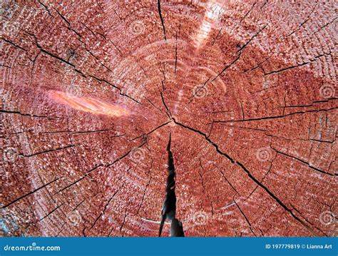Cutted Round Teak Wood Stump Background Stock Image - Image of design, panel: 197779819