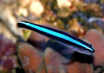 Should I get neon gobies (Elacatinus oceanops)? | REEF2REEF Saltwater ...