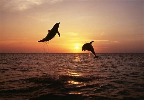 Bottlenose Dolphin 2 leaping at sunset Our beautiful Wall Art and Photo ...