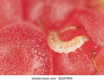 Larva Raspberry Beetle Byturus Tomentosus Raspberry Stock Photo (Edit ...