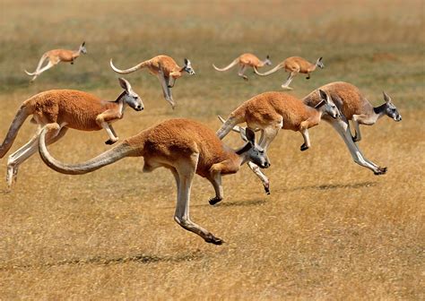 Kangaroo - Adaptations, Locomotion, Socialization | Britannica