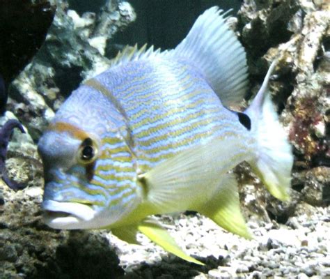 Snapper Fish Free Stock Photo - Public Domain Pictures