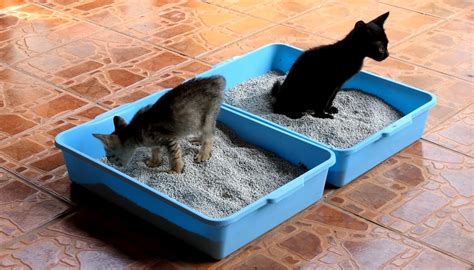 Why Is My Cat Not Using The Litter Box? Here’s What To Do!