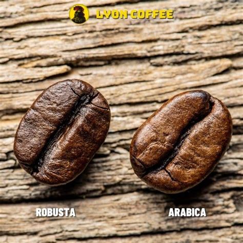 So sánh Arabica và Robusta: Sự khác biệt hương vị và giá bán