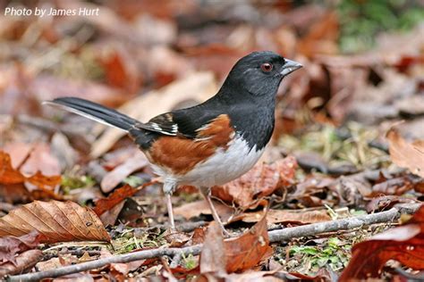 Birding Trails - Tennessee Wildlife Resource Agency | Eastern Towhee