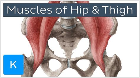 Muscle Anatomy Hip Hip Joint Anatomy Bone And Spine - Human Anatomy Diagram | Muscle anatomy ...