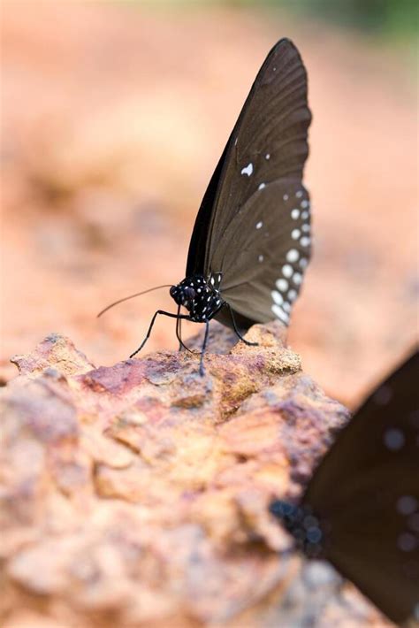 Gothic Butterfly Stock Photos, Images and Backgrounds for Free Download