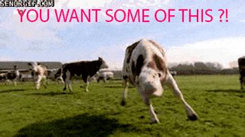 Crazy Cow GIF - Find & Share on GIPHY