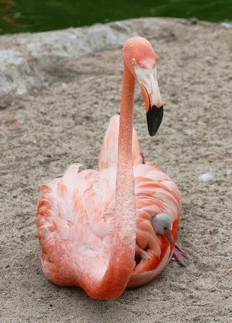 Pin by Amy Lee King on Flamingo | Flamingo, Pink flamingos, Fancy flamingo