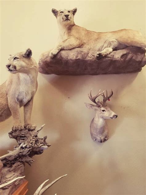 Vintage Coues Deer Mount Antlers Whitetail Shed Antlers. - Etsy