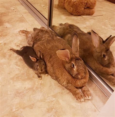 Rabbits For Sale In Alabama - Rabbits Life