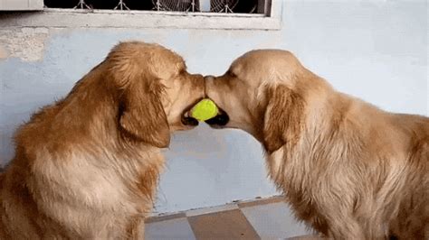 15 Funny Animal GIFs – FunnyFoto | Funny animals, Cute animals, Cute ...