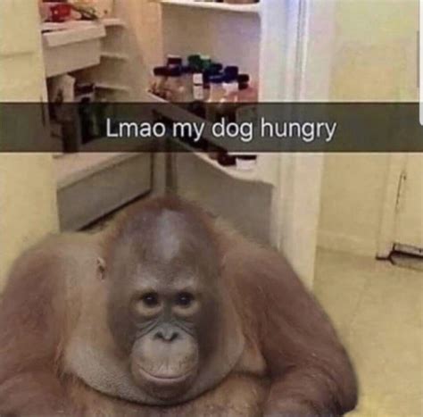 Ooh ooh : r/Monkeyape