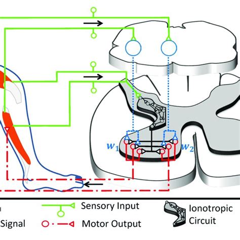 | The raphe nuclei obscurus and pallidus form a motor feedback loop ...