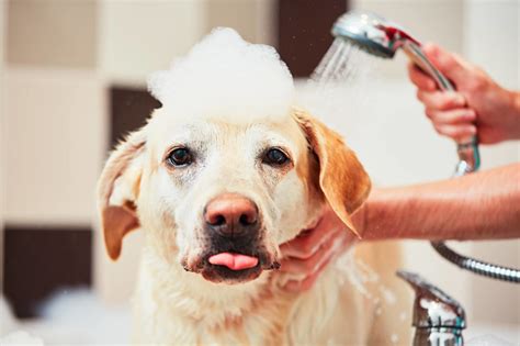 Dog Grooming – Larchmont Village Vet