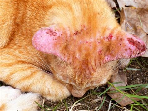 Ringworm on Cats Ear