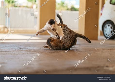 646 Angry Feral Cat Images, Stock Photos & Vectors | Shutterstock