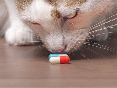 Antihistamines for cats: dosage and side effects