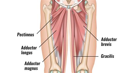 Groin Strain - Symptoms, Causes, Treatment & Rehabilitation Exercises