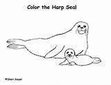 Cute Seal Coloring Pages At GetColoringscom  Free Printable Colorings sketch template