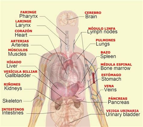 Pin on human anatomy organs