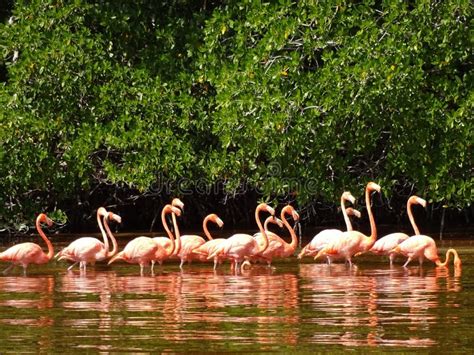 Celestun Pink Flamingos stock image. Image of nature - 61628979