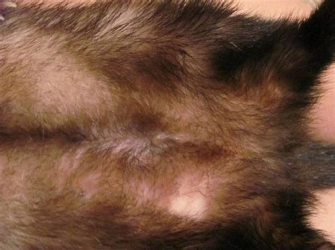 Why does a ferret’s tail go bald: causes and treatment – Healthy Food Near Me