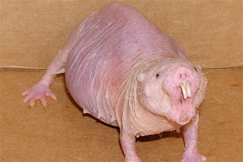 Ugliest Baby Animals In The World