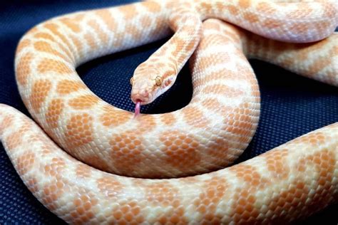 10 Children's Python Morphs (With Pictures) - ReptileHow.com