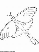 Moth Coloring Pages Printable Imposing Color Getdrawings Kids  sketch template
