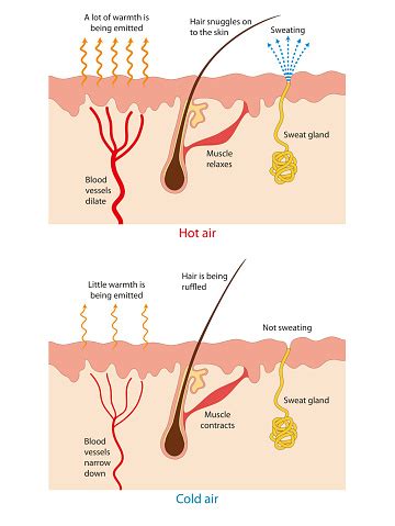 The Mechanism Body Temperature Regulation Stock Illustration - Download ...