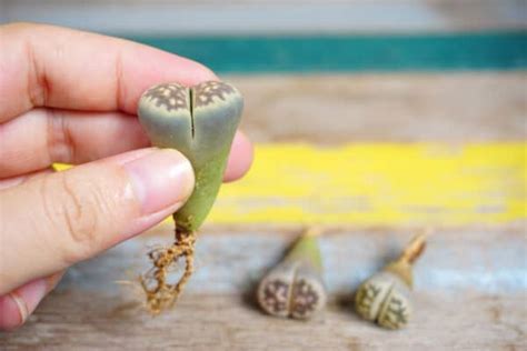 Growing Living Stones: How to Plant and Raise Seriously Cool Lithops