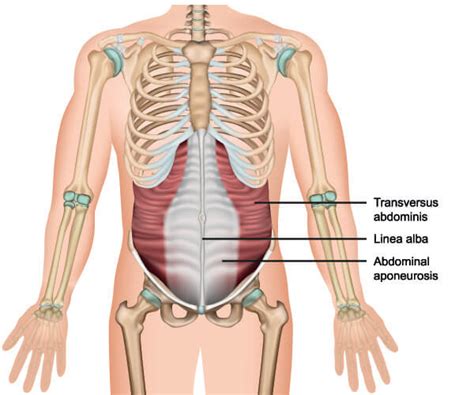 Oblique Muscle - The Definitive Guide | Biology Dictionary