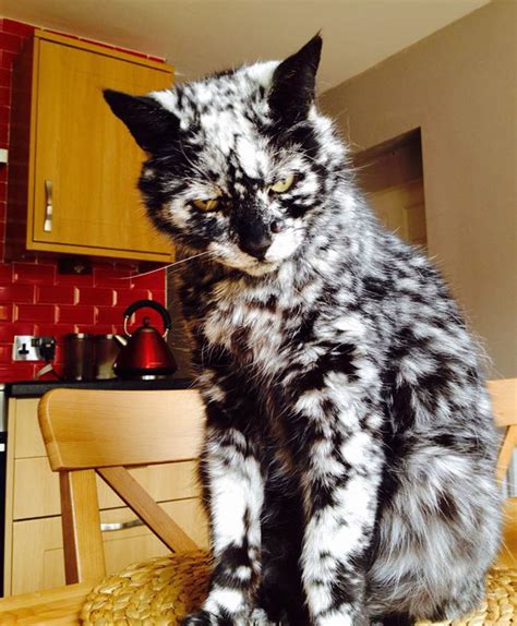 29 Unusual Looking Animals With Vitiligo Who Are Running Out Of Ink ...