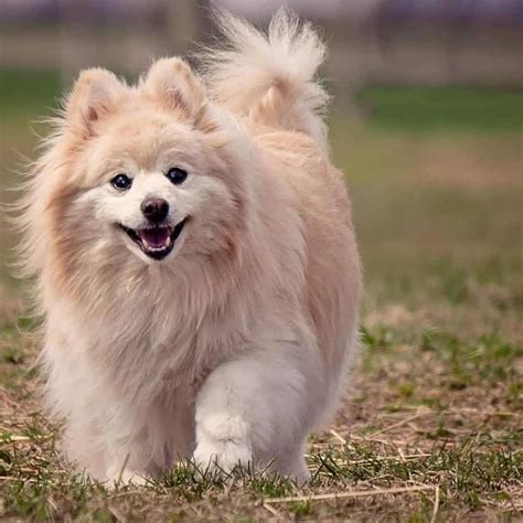 45+ Pomeranian Mix Breeds