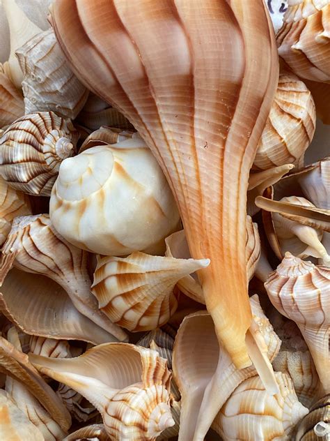 "Lightning whelks from The Ten Thousand Islands, Florida. Lightning ...