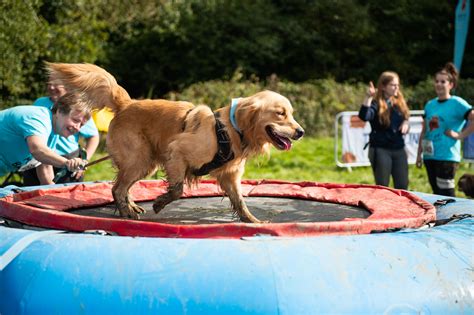 Pin by Battersea on Muddy Dog Challenge | Muddy dog, Dogs, Four legged