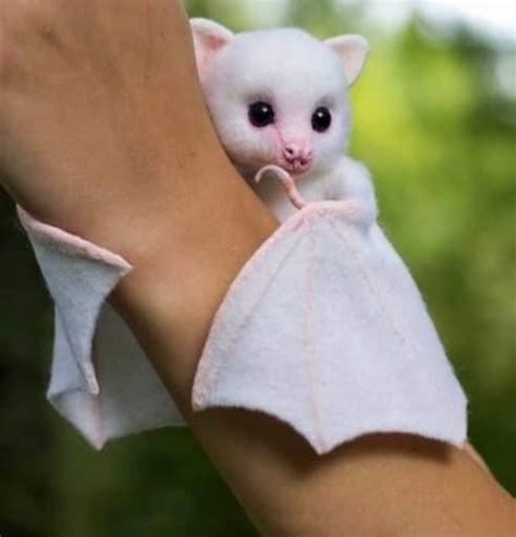 albino bat on Tumblr