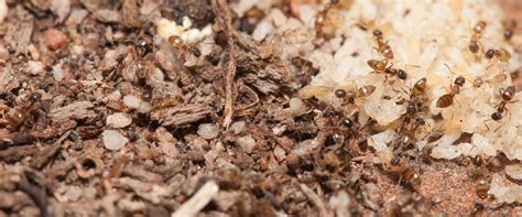 How To Identify Odorous House Ants | FAQS