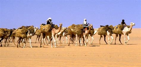 Bilma-Salzkarawane Azalai Salt Caravan. In 1906, the French reported that the camels numbered ...