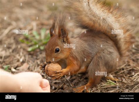 Cute red squirrel eating walnut in the spring park Stock Photo - Alamy