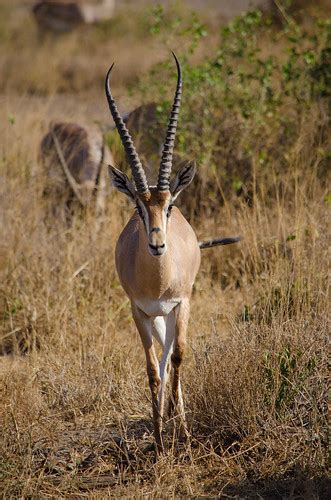 Thompson's Gazelle with very long horns | Pablo Necochea | Flickr