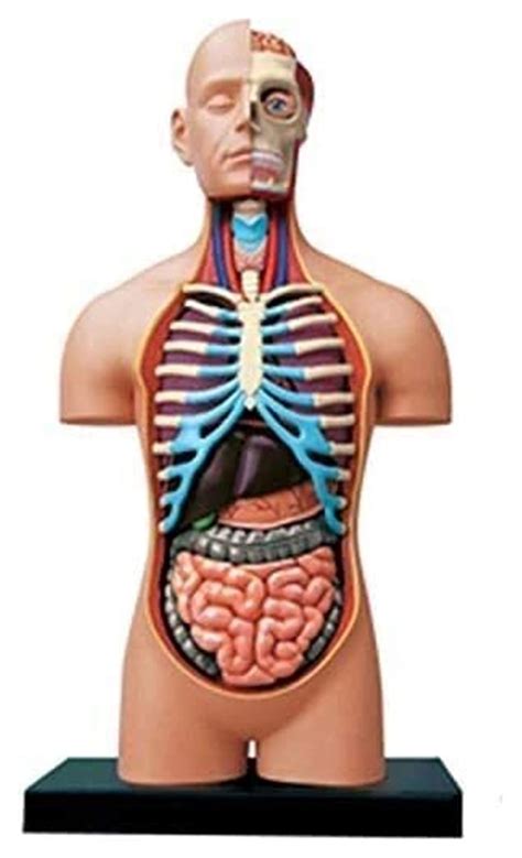 Buy human organ model Human Torso Model,38Cm Half-Open Human Internal Organs Anatomy Model for ...